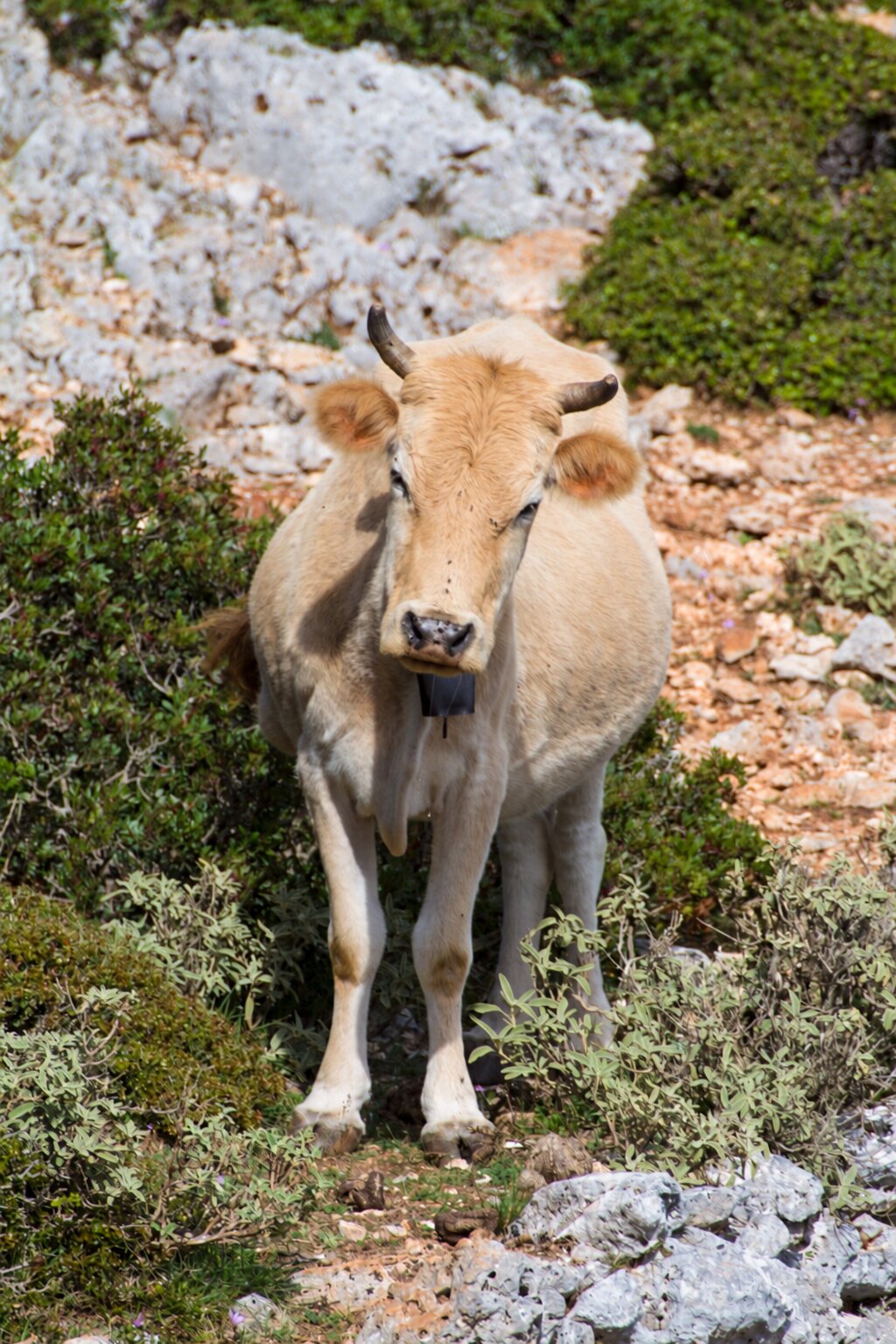 A cow beside a rocky Ithaca trail