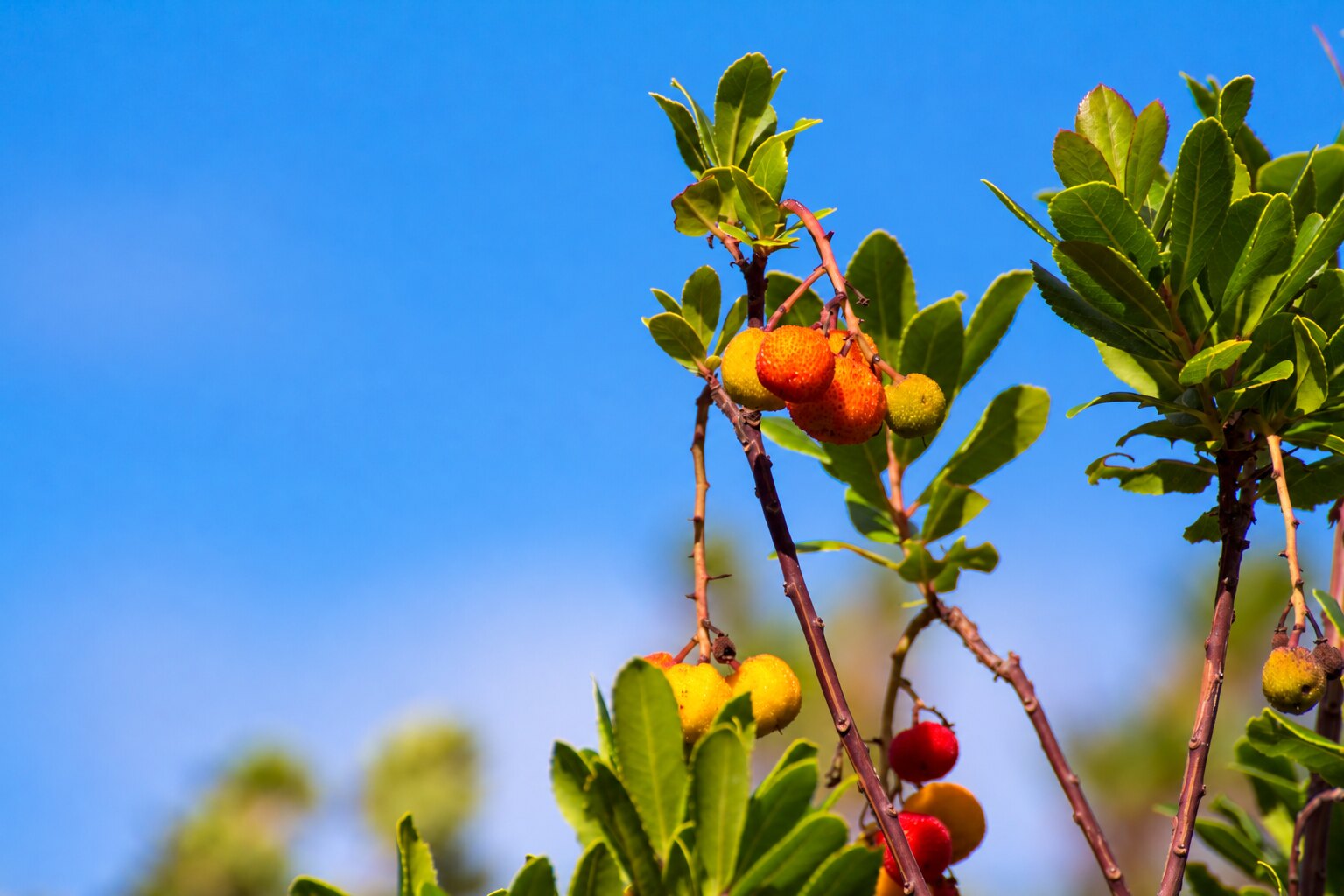 Arbutus berries and leaves on Ithaca