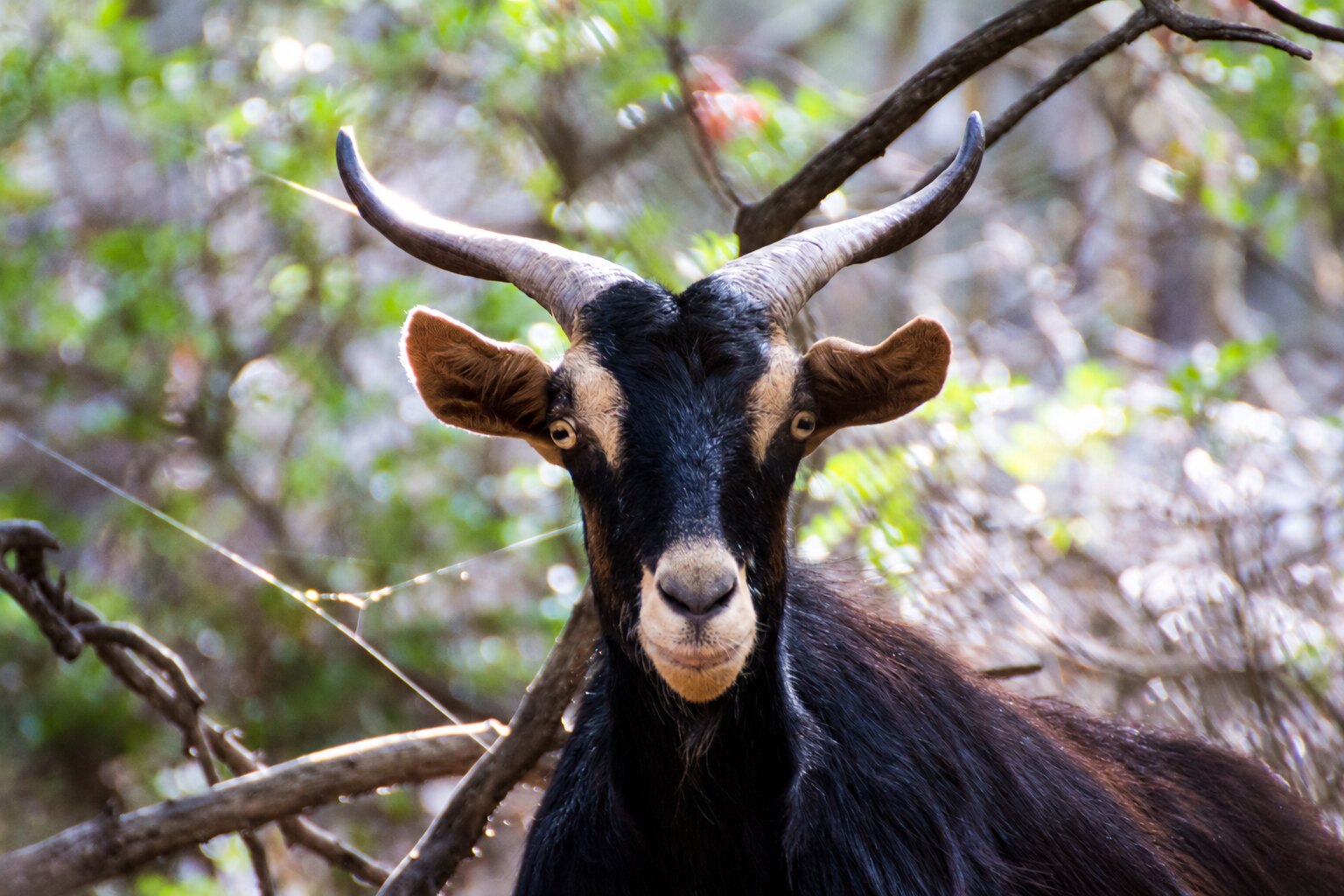 A wild goat in the shade